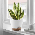 FOUKUS Set of 5 Self-Watering Plant Pots with Drainage – Eco-Friendly Plastic Planters for Indoor & Outdoor Use – Pots for Succulents, Cactus, Snake Plants (7, 6.5, 6, 5.5, 5) – Green - Image 8